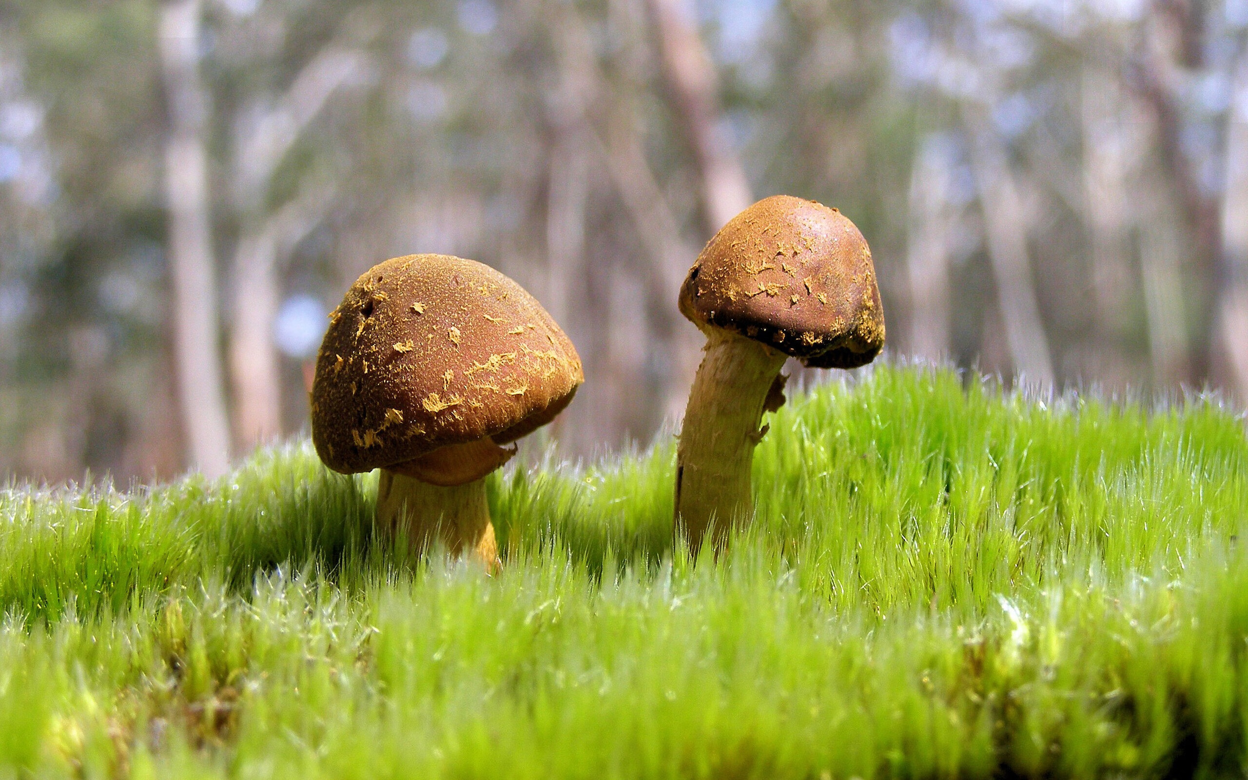 -中国女篮不断提升篮下防守硬度，中国女篮战术