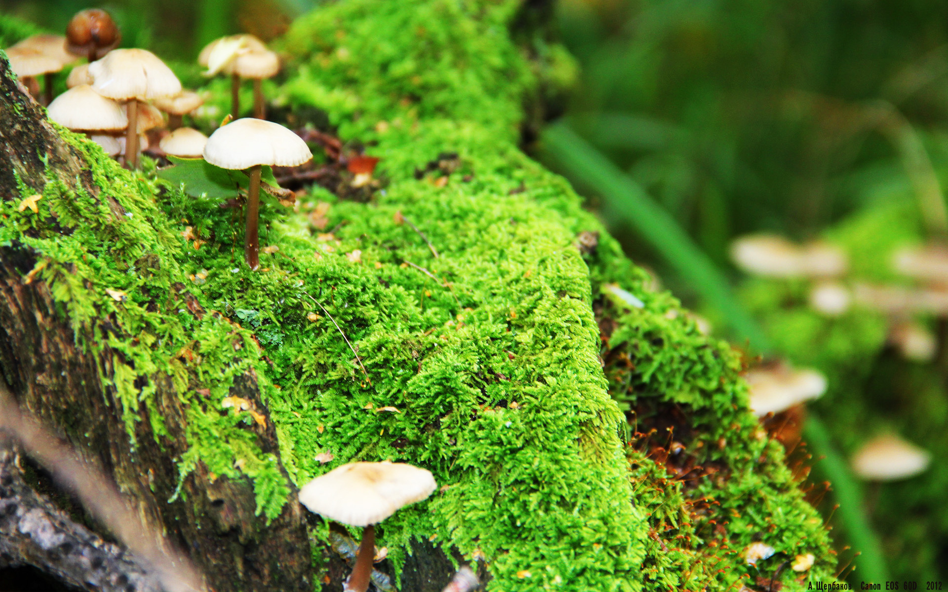 星空体育娱乐平台-意甲球队实力比拼:战术、速度、高效攻守!,意甲实力如何